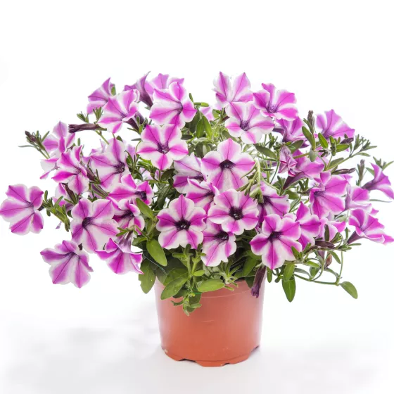 Dekko Pinwheel Purple | Syngenta Flowers