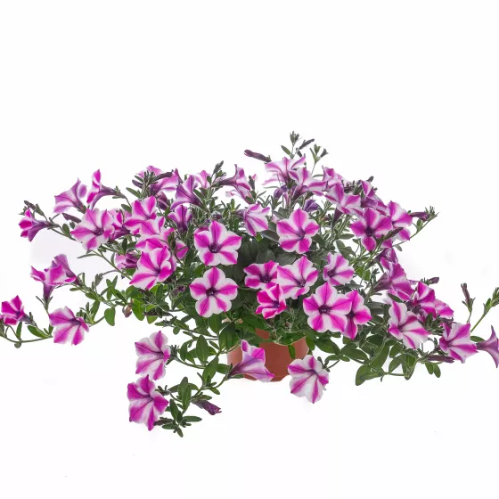 Dekko Pinwheel Purple | Syngenta Flowers