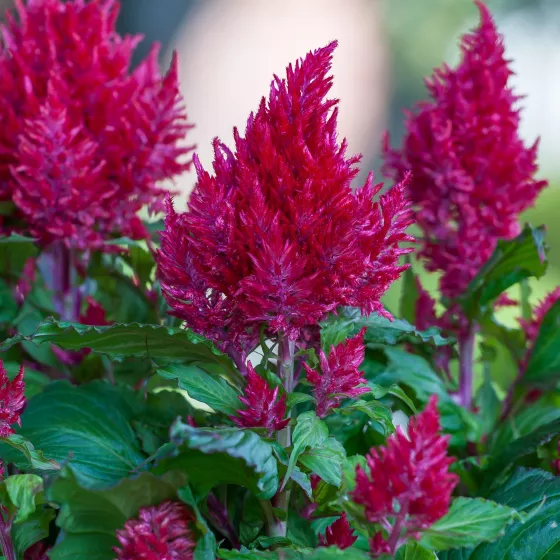 Bright Sparks Burgundy
