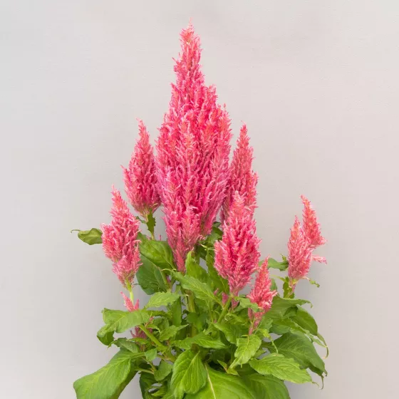 Bright Sparks Pink