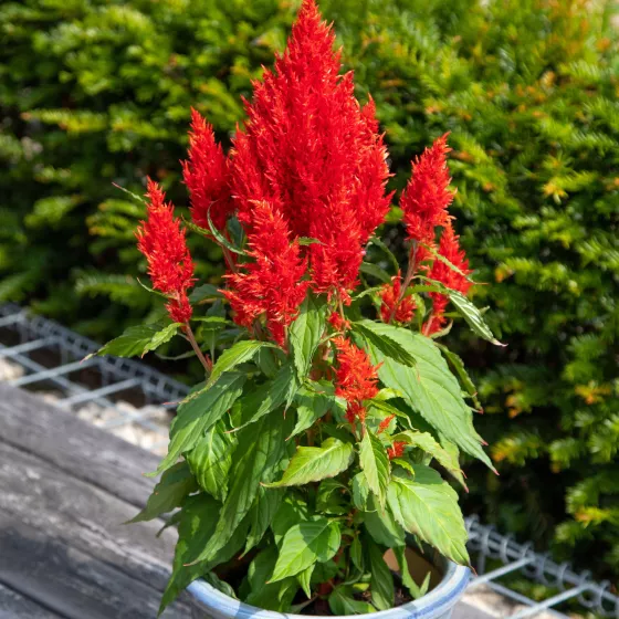 Bright Sparks Scarlet