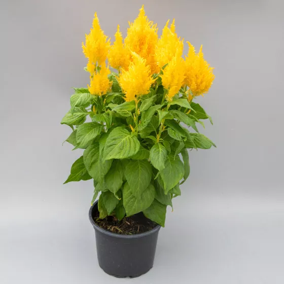 Bright Sparks Yellow