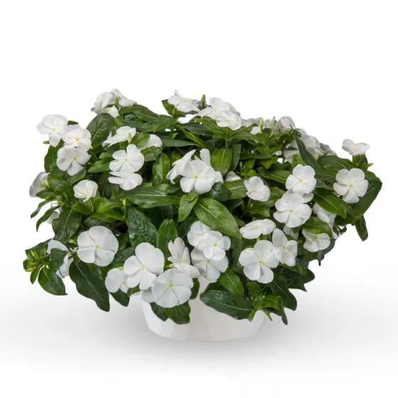 Cora Cascade XDR White