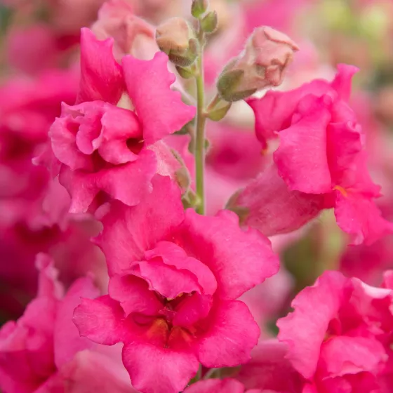 Sweet Duet Rose Shades