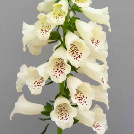 Dottie Cream