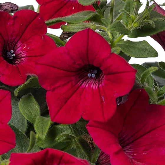Garden Supreme Raspberry | Syngenta Flowers