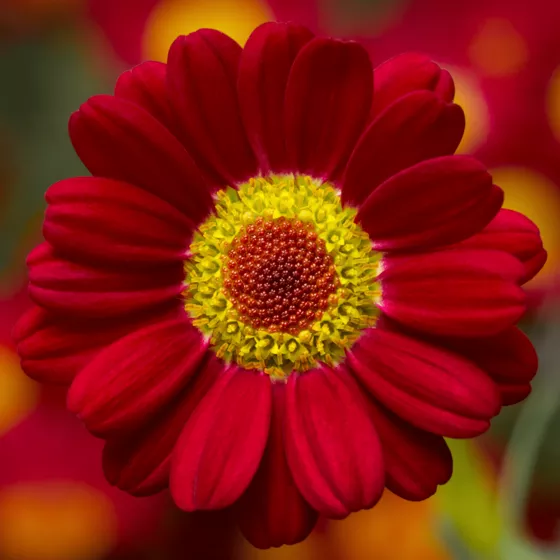 Molimba L Red