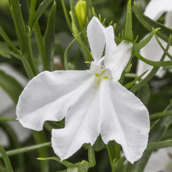 Laguna Trailing White