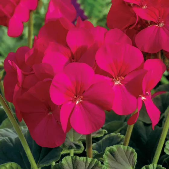 BullsEye Cherry