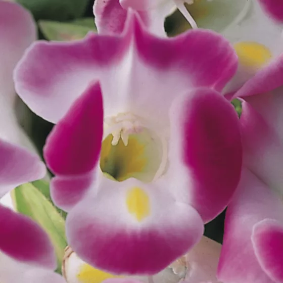 Duchess Pink