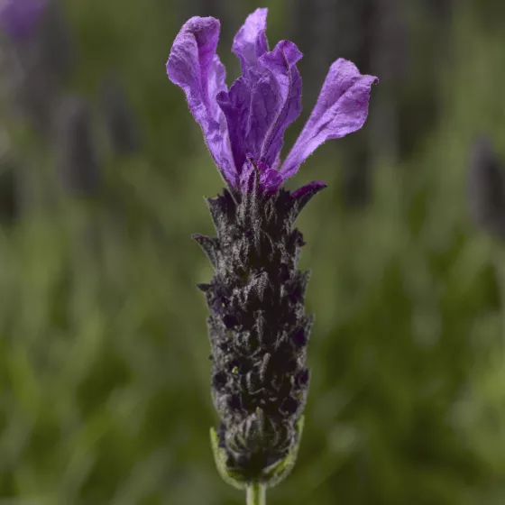 Javelin Forte Deep Purple