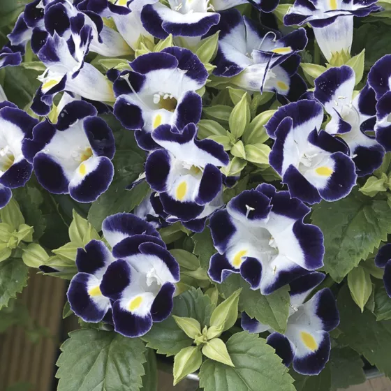 Duchess Blue and White