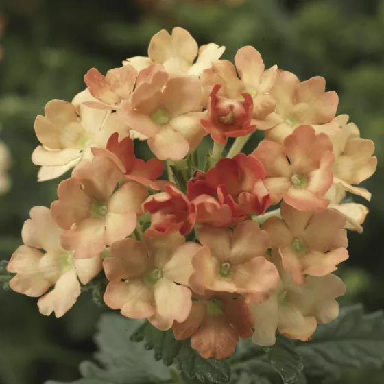 Obsession Apricot