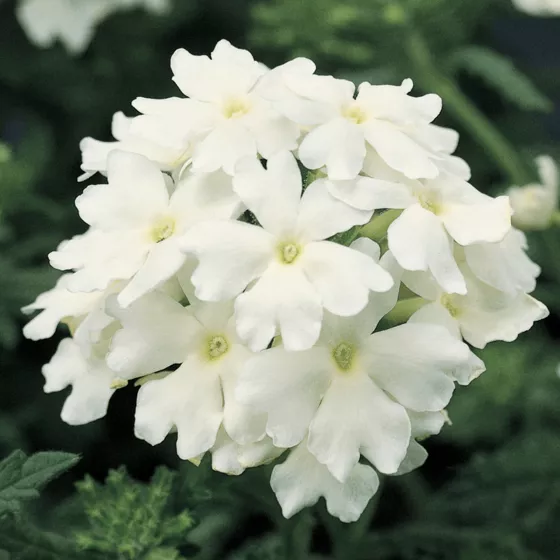 Obsession White
