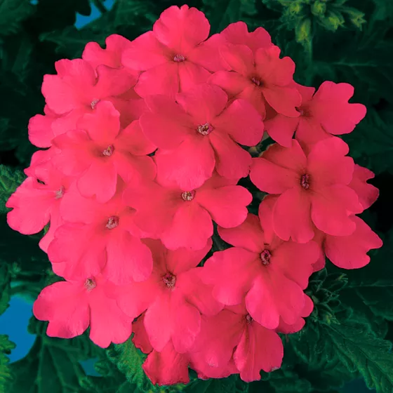 Obsession Pink
