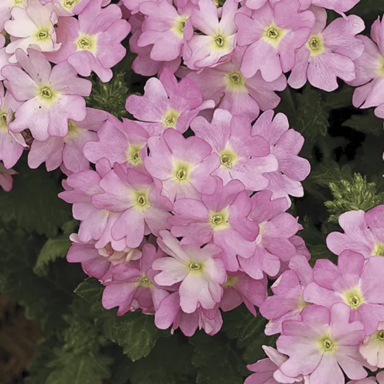 Tuscany Pink Picotee
