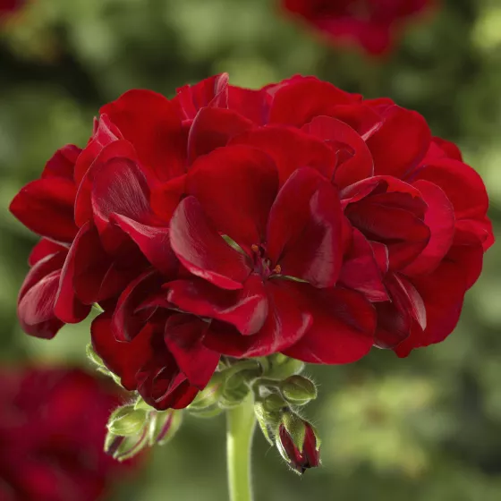 Calliope M Dark Red