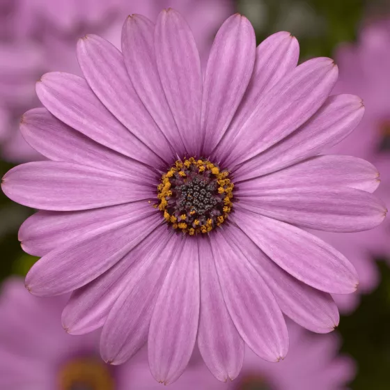 Tradewinds Light Purple