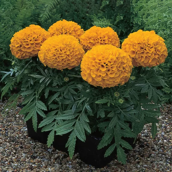 Antigua Orange