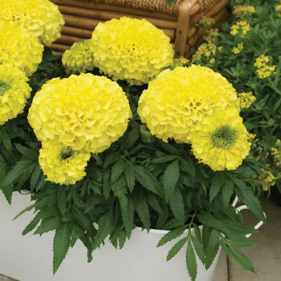 Antigua Primrose