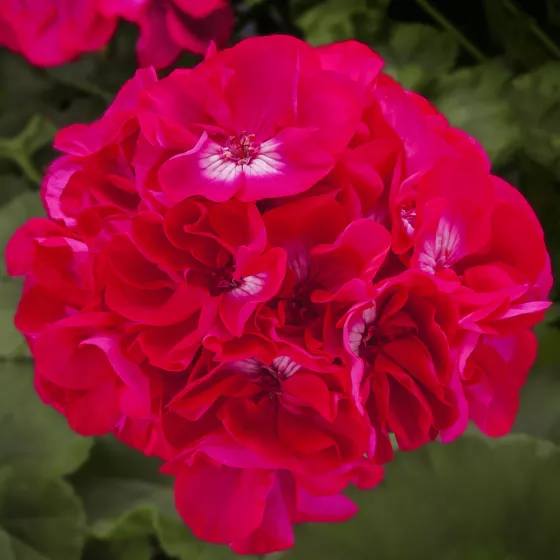 Calliope L Hot Rose