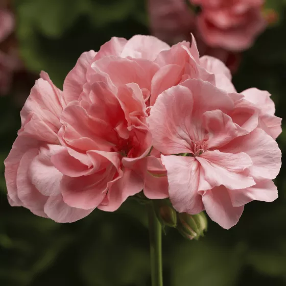 Calliope L Soft Coral