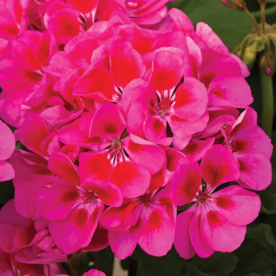 Tango Rose Splash