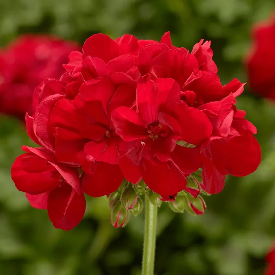 Calliope M Red