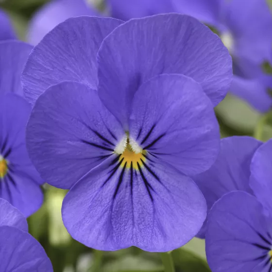 Penny Blue