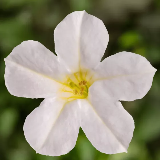 Itsy White | Syngenta Flowers
