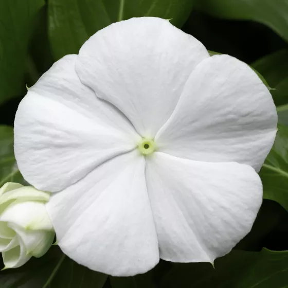 Cora Cascade XDR White
