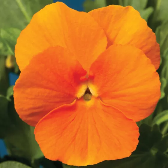 Penny Orange
