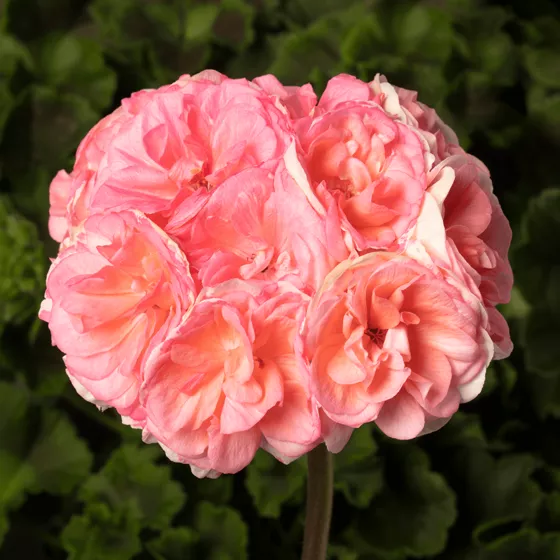 Rosebud Astrid