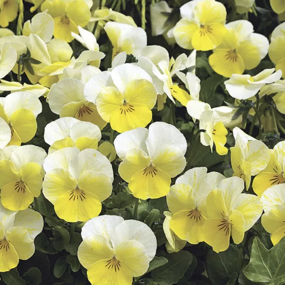 Penny Primrose Bicolor