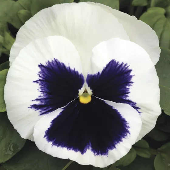 Mammoth Glamarama White