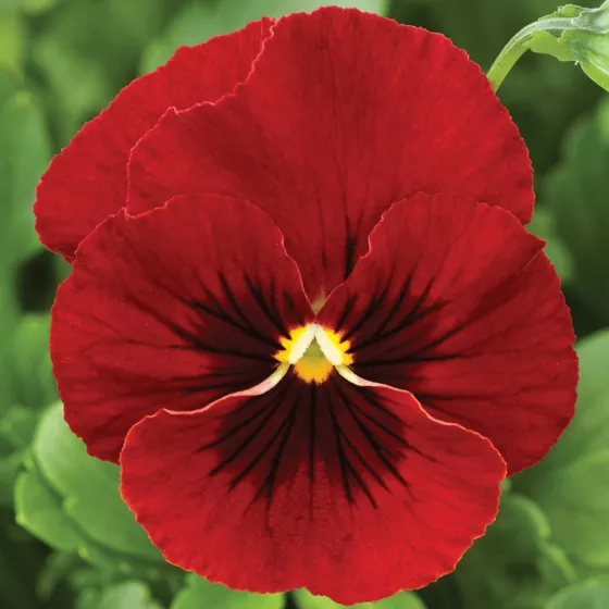 Penny Red Blotch