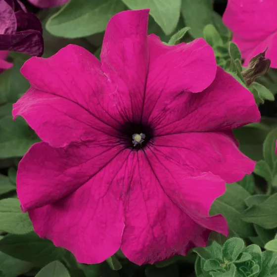 Tritunia Purple | Syngenta Flowers