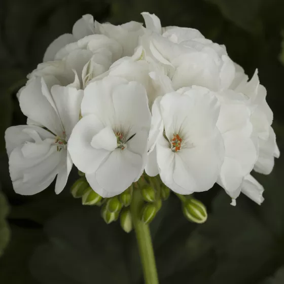 Tango White