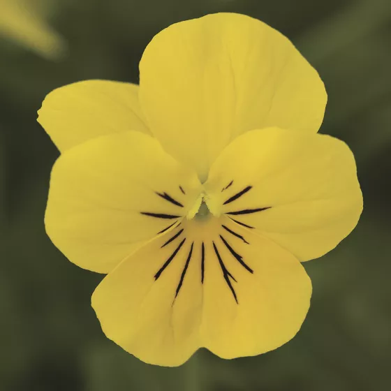 Penny Yellow