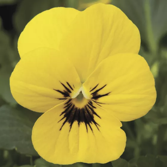 Penny Yellow Blotch