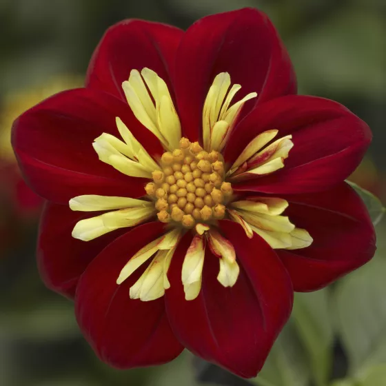Goldalia Scarlet