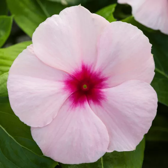 Blockbuster Apricot