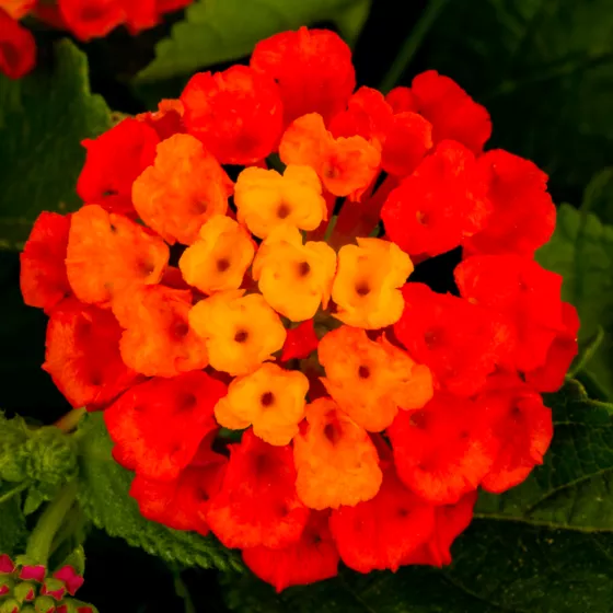 Bandana Hot Blooded Red | Syngenta Flowers