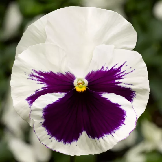 Delta Speedy White with Blotch