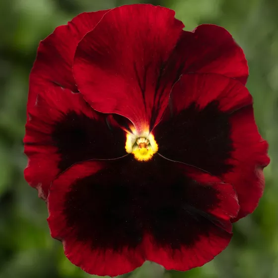 Delta Pro Red with Blotch