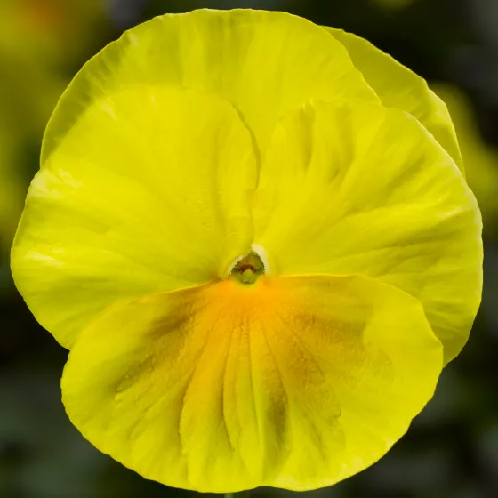 Delta Pro Clear Lemon
