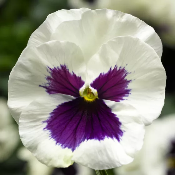 Delta Pro White with Blotch