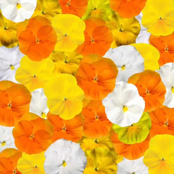 Delta Pro Citrus Mix