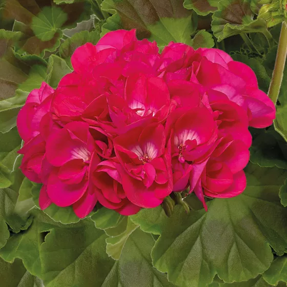 Calliope M Hot Pink