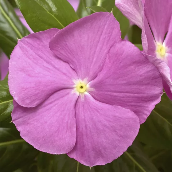 Cora Cascade XDR Lavender with Eye